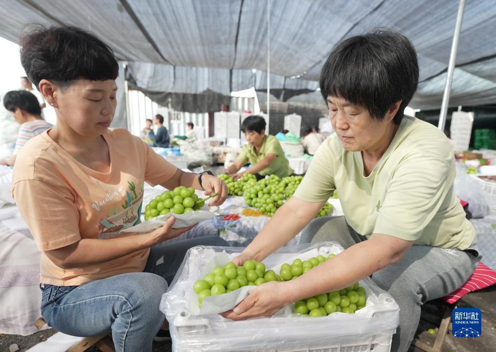 水果玛丽机破解版下载